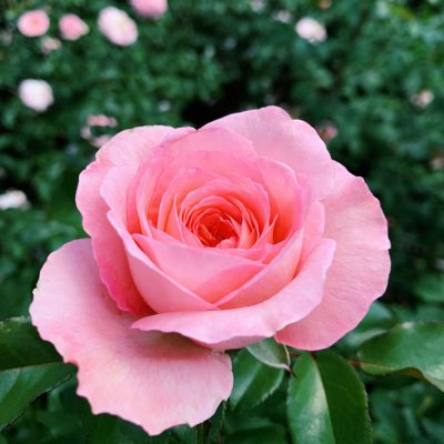 rose-fragrance-oil