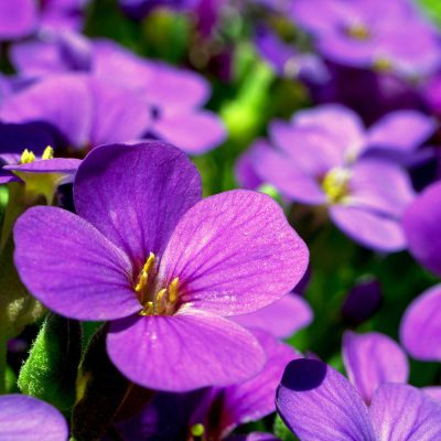 violet-fragrance-oil