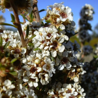 Hoa cây agonis fragrans