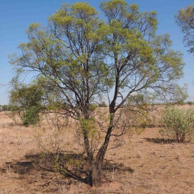 Cay-Eremophila-mitchellii