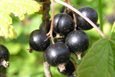 Dầu hạt lý chua đen (Black currant seed oil)