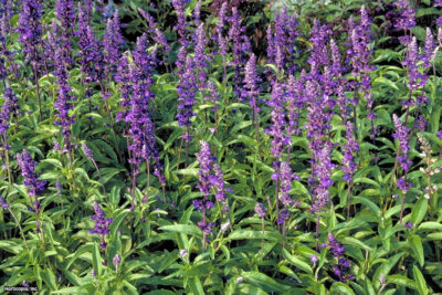 Cây Salvia hispanica