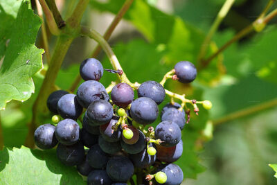 Vitis vinifera (Nho)