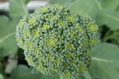 Cây bông cải xanh (Brassica oleracea var. italica)