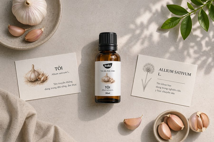 Bố cục nhấn mạnh cách hiểu đúng về tác dụng của dầu tỏi và sự dễ gây lẫn với tinh dầu tỏi